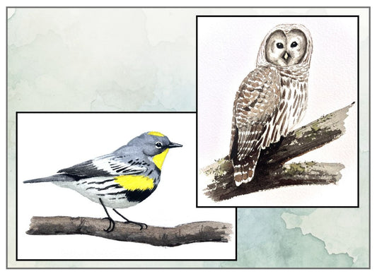 Painting PNW Birds, Thurs, Sept. 3, 1pm to 4pm , Instructor Christine Joy Swanson