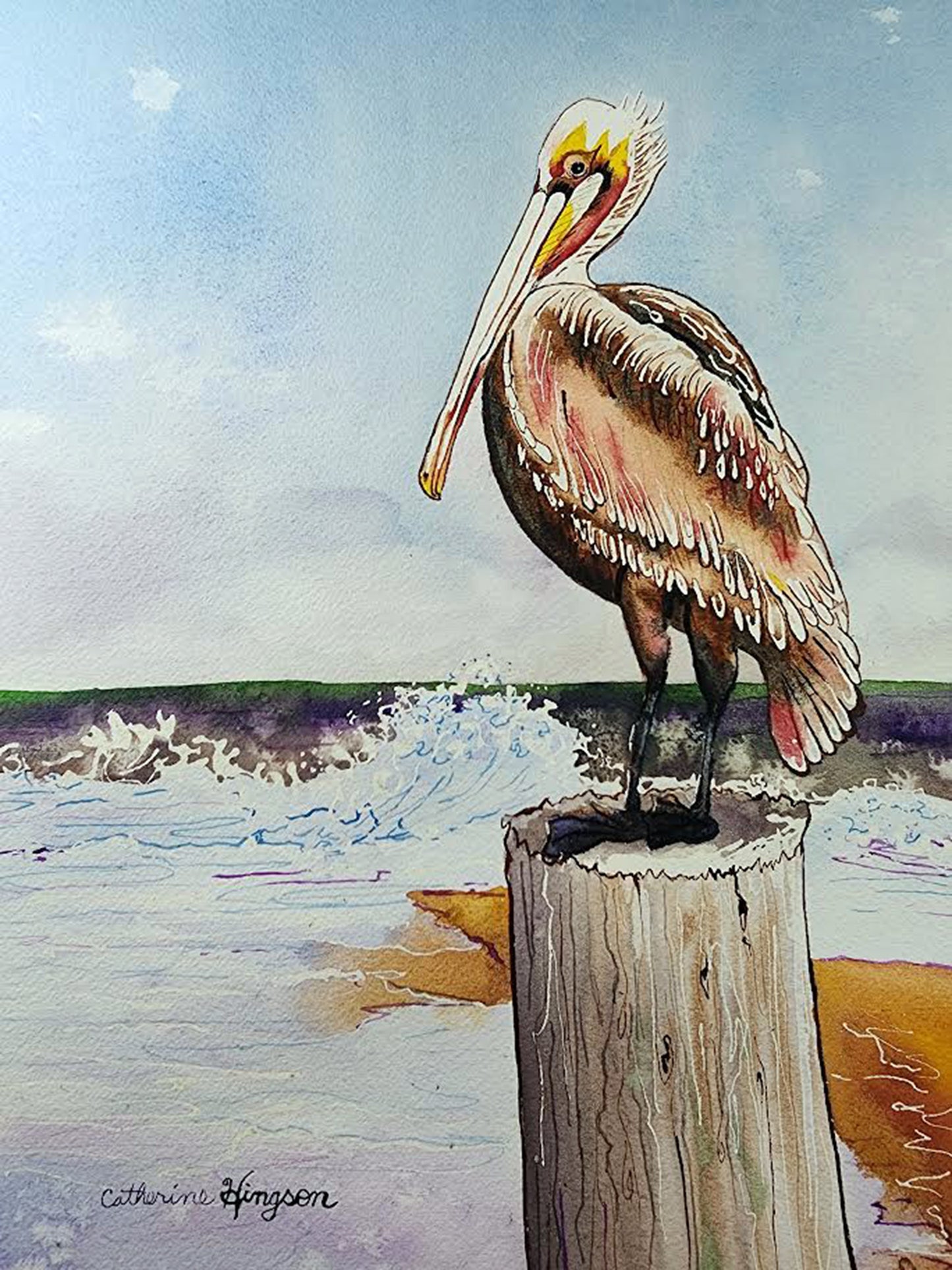 Brown Pelican